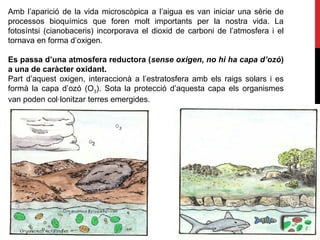 Amb l’aparició de la vida microscòpica a l’aigua es van iniciar una sèrie de
processos bioquímics que foren molt importants per la nostra vida. La
fotosíntsi (cianobaceris) incorporava el dioxid de carboni de l’atmosfera i el
tornava en forma d’oxigen.
Es passa d’una atmosfera reductora (sense oxigen, no hi ha capa d’ozó)
a una de caràcter oxidant.
Part d’aquest oxigen, interaccionà a l’estratosfera amb els raigs solars i es
formà la capa d’ozó (O3). Sota la protecció d’aquesta capa els organismes
van poden col·lonitzar terres emergides.
 