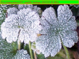 Eta tenperatura 0ºC azpitik badago IZOTZ ZURIA

 