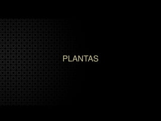 PLANTAS
 
