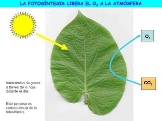 LA FOTOSÍNTESIS LIBERA EL O2 A LA ATMÓSFERA
 