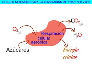EL O2 ES NECESARIO PARA LA RESPIRACION DE TODO SER VIVO
 
