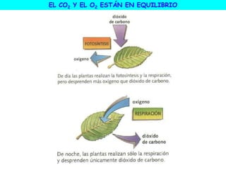 EL CO2 Y EL O2 ESTÁN EN EQUILIBRIO
 
