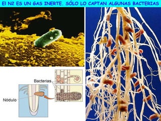 El N2 ES UN GAS INERTE. SÓLO LO CAPTAN ALGUNAS BACTERIAS
 