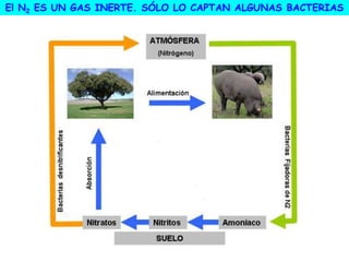 El N2 ES UN GAS INERTE. SÓLO LO CAPTAN ALGUNAS BACTERIAS
 