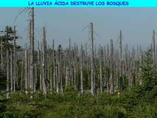 LA LLUVIA ÁCIDA DESTRUYE LOS BOSQUES
 