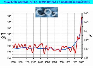 AUMENTO GLOBAL DE LA TEMPERTURA (→ CAMBIO CLIMÁTICO)
 