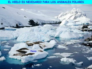 EL HIELO ES NECESARIO PARA LOS ANIMALES POLARES
Focas
 