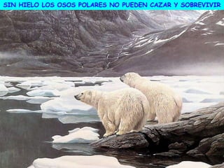 SIN HIELO LOS OSOS POLARES NO PUEDEN CAZAR Y SOBREVIVIR
 