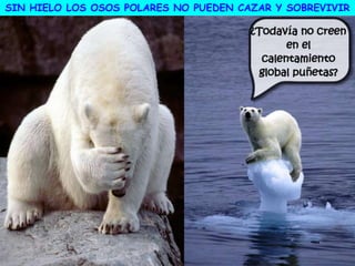 SIN HIELO LOS OSOS POLARES NO PUEDEN CAZAR Y SOBREVIVIR
 
