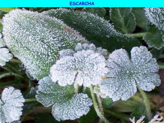ESCARCHA
 