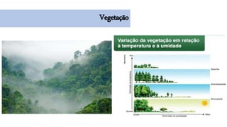 Vegetação
 
