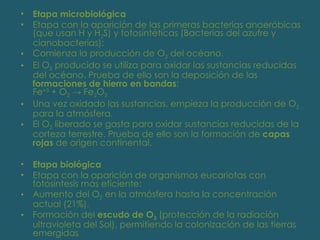 Etapa microbiológica Etapa con la aparición de las primeras bacterias anaeróbicas (que usan H y H 2 S) y fotosintéticas (Bacterias del azufre y cianobacterias): Comienza la producción de O 2  del océano.  El O 2  producido se utiliza para oxidar las sustancias reducidas del océano. Prueba de ello son la deposición de las  formaciones de hierro en bandas : Fe +3  + O 2  -> Fe 2 O 3   Una vez oxidado las sustancias, empieza la producción de O 2  para la atmósfera.  El O 2  liberado se gasta para oxidar sustancias reducidas de la corteza terrestre. Prueba de ello son la formación de  capas rojas  de origen continental.  Etapa biológica Etapa con la aparición de organismos eucariotas con fotosíntesis más eficiente: Aumento del O 2  en la atmósfera hasta la concentración actual (21%).  Formación del  escudo de O 3  (protección de la radiación ultravioleta del Sol), permitiendo la colonización de las tierras emergidas 