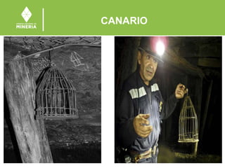 CANARIO
 