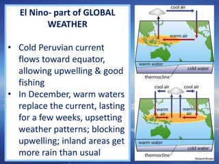 El Nino- part of GLOBAL
WEATHER
• Cold Peruvian current
flows toward equator,
allowing upwelling & good
fishing
• In December, warm waters
replace the current, lasting
for a few weeks, upsetting
weather patterns; blocking
upwelling; inland areas get
more rain than usual 25
 