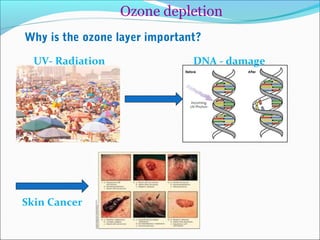 Why is the ozone layer important?
UV- Radiation DNA - damage
Skin Cancer
Ozone depletion
 