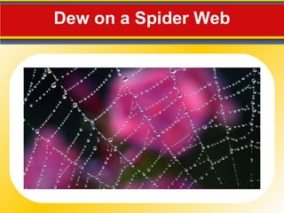 Dew on a Spider Web 