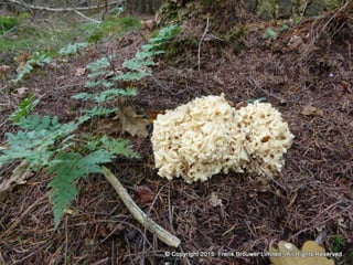 Atmospheric pictures  & Stills 