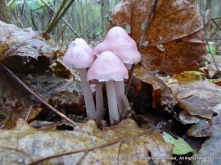 Atmospheric pictures  & Stills 