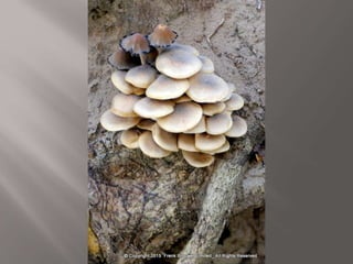 Atmospheric pictures  & Stills 