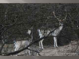 Atmospheric pictures  & Stills 