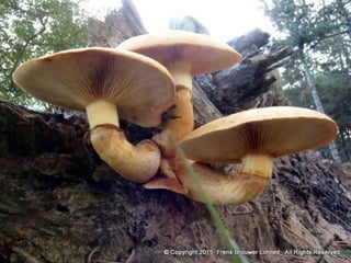 Atmospheric pictures  & Stills 