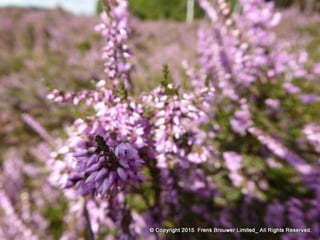 Atmospheric pictures  & Stills 