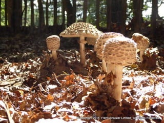 Atmospheric pictures  & Stills 