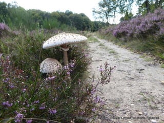 Atmospheric pictures  & Stills 