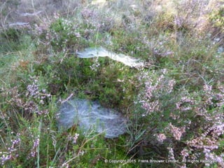 Atmospheric pictures  & Stills 