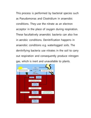 This process is performed by bacterial species such
as Pseudomonas and Clostridium in anaerobic
conditions. They use the nitrate as an electron
acceptor in the place of oxygen during respiration.
These facultatively anaerobic bacteria can also live
in aerobic conditions. Denitrification happens in
anaerobic conditions e.g. waterlogged soils. The
denitrifying bacteria use nitrates in the soil to carry
out respiration and consequently produce nitrogen
gas, which is inert and unavailable to plants.
 
