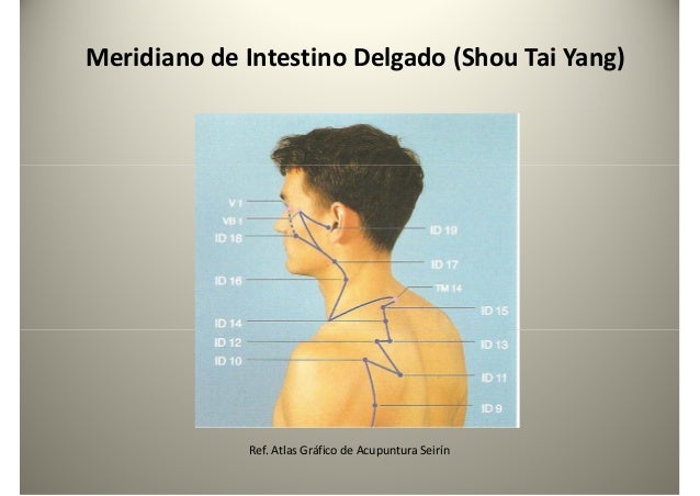 Meridiano de Intestino Delgado (Shou Tai Yang)
Ref. Atlas Gráfico de Acupuntura Seirín
 