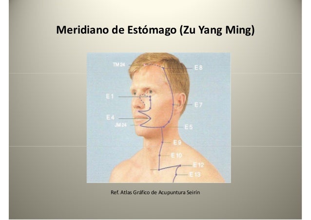 Meridiano de Estómago (Zu Yang Ming)
Ref. Atlas Gráfico de Acupuntura Seirín
 