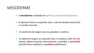 MESODERME
• A mesoderme é dividida em epímero, mesômero e hipômero.
• O epímero forma o esqueleto axial, a derme (tecido conjuntivo)
e o tecido muscular.
• O mesômero dá origem aos rins, gônadas e ureteres.
• O hipômero origina os músculos lisos e cardíacos, além de três
serosas: pleura (reveste externamente o pulmão), o pericárdio
(revestimento cardíaco) e o peritônio (abdomem) .
 