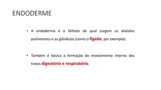ENDODERME
• A endoderma é o folheto do qual surgem os alvéolos
pulmonares e as glândulas (como o fígado, por exemplo).
• Também é básica à formação do revestimento interno dos
tratos digestório e respiratório.
 