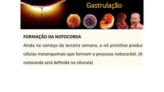 FORMAÇÃO DA NOTOCORDA
Ainda no começo da terceira semana, o nó primitivo produz
células mesenquimais que formam o processo notocordal. (A
notocorda será definida na nêurula)
Gastrulação
 