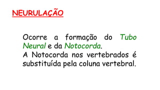 NEURULAÇÃO
Ocorre a formação do Tubo
Neural e da Notocorda.
A Notocorda nos vertebrados é
substituída pela coluna vertebral.
 