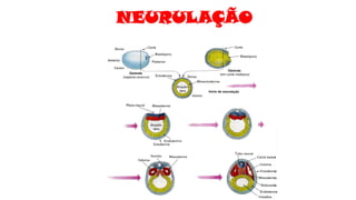 NEURULAÇÃO
 