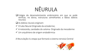 NÊURULA
❑ Estágio do desenvolvimento embrionário em que se pode
verificar, no dorso, estruturas semelhantes a lábios dobras
neurais)
❑ As dobras neurais originam:
✓ O tubo Neural-Originado da ectoderme;
✓ A notocorda, cavidades do celoma- Originado da mesoderme
✓ Um arquêntero de origem endodérmica
A Neurulação é a etapa que formará o sistema nervoso Central
 
