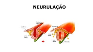 NEURULAÇÃO
 