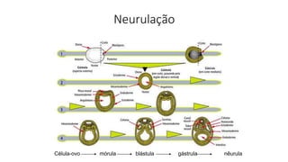 Neurulação
Célula-ovo mórula blástula gástrula nêurula
 