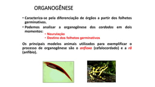 ORGANOGÊNESE
• Caracteriza-se pela diferenciação de órgãos a partir dos folhetos
germinativos.
• Podemos analisar a organogênese dos cordados em dois
momentos:
Os principais modelos animais utilizados para exemplificar o
processo de organogênese são o anfioxo (cefalocordado) e a rã
(anfíbio).
• Neurulação
• Destino dos folhetos germinativos
 