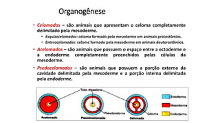 Organogênese
• Celomados – são animais que apresentam o celoma completamente
delimitado pela mesoderme.
• Esquizocelomados: celoma formado pela mesoderme em animais protostômios.
• Enterocelomados: celoma formado pela mesoderme em animais deuterostômios.
• Acelomados – são animais que possuem o espaço entre a ectoderme e
a endoderme completamente preenchidos pelas células da
mesoderme.
• Psedocelomados – são animais que possuem a porção externa da
cavidade delimitada pela mesoderme e a porção interna delimitada
pela endoderme.
 