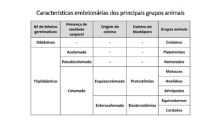 Nº de fohetos
germinativos
Presença de
cavidade
corporal
Origem do
celoma
Destino do
blastóporo
Grupos animais
Diblásticos - - - Cnidários
Triplobásticos
Acelomado - - Platelmintos
Pseudocelomado - - Nematodos
Celomado
Esquizocelomado Protostômios
Moluscos
Anelideos
Artrópodos
Enterocelomado Deuterostômios
Equinodermas
Cordados
Características embrionárias dos principais grupos animais
 