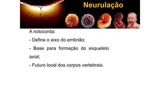 A notocorda:
- Define o eixo do embrião;
- Base para formação do esqueleto
axial;
- Futuro local dos corpos vertebrais.
Neurulação
 