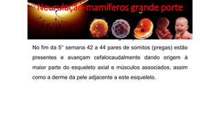 Próximo ao fim da 3° semana de gestação, o mesoderma No
No fim da 5° semana 42 a 44 pares de somitos (pregas) estão
presentes e avançam cefalocaudalmente dando origem à
maior parte do esqueleto axial e músculos associados, assim
como a derme da pele adjacente a este esqueleto.
Neurulação-mamíferos grande porte
 