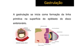 A gastrulação se inicia coma formação da linha
primitiva na superfície do epiblasto do disco
embrionário.
Gastrulação
 