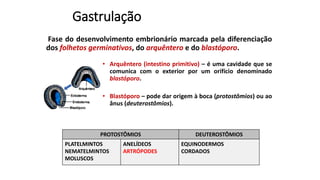 Gastrulação
Fase do desenvolvimento embrionário marcada pela diferenciação
dos folhetos germinativos, do arquêntero e do blastóporo.
• Arquêntero (intestino primitivo) – é uma cavidade que se
comunica com o exterior por um orifício denominado
blastóporo.
• Blastóporo – pode dar origem à boca (protostômios) ou ao
ânus (deuterostômios).
PROTOSTÔMIOS DEUTEROSTÔMIOS
PLATELMINTOS
NEMATELMINTOS
MOLUSCOS
ANELÍDEOS
ARTRÓPODES
EQUINODERMOS
CORDADOS
 