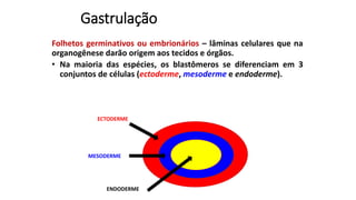 Gastrulação
Folhetos germinativos ou embrionários – lâminas celulares que na
organogênese darão origem aos tecidos e órgãos.
• Na maioria das espécies, os blastômeros se diferenciam em 3
conjuntos de células (ectoderme, mesoderme e endoderme).
MESODERME
ECTODERME
ENDODERME
 