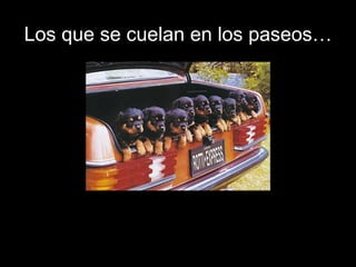 Los que se cuelan en los paseos… 