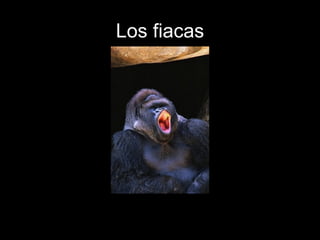 Los fiacas 
